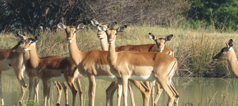 Bundu Bashing